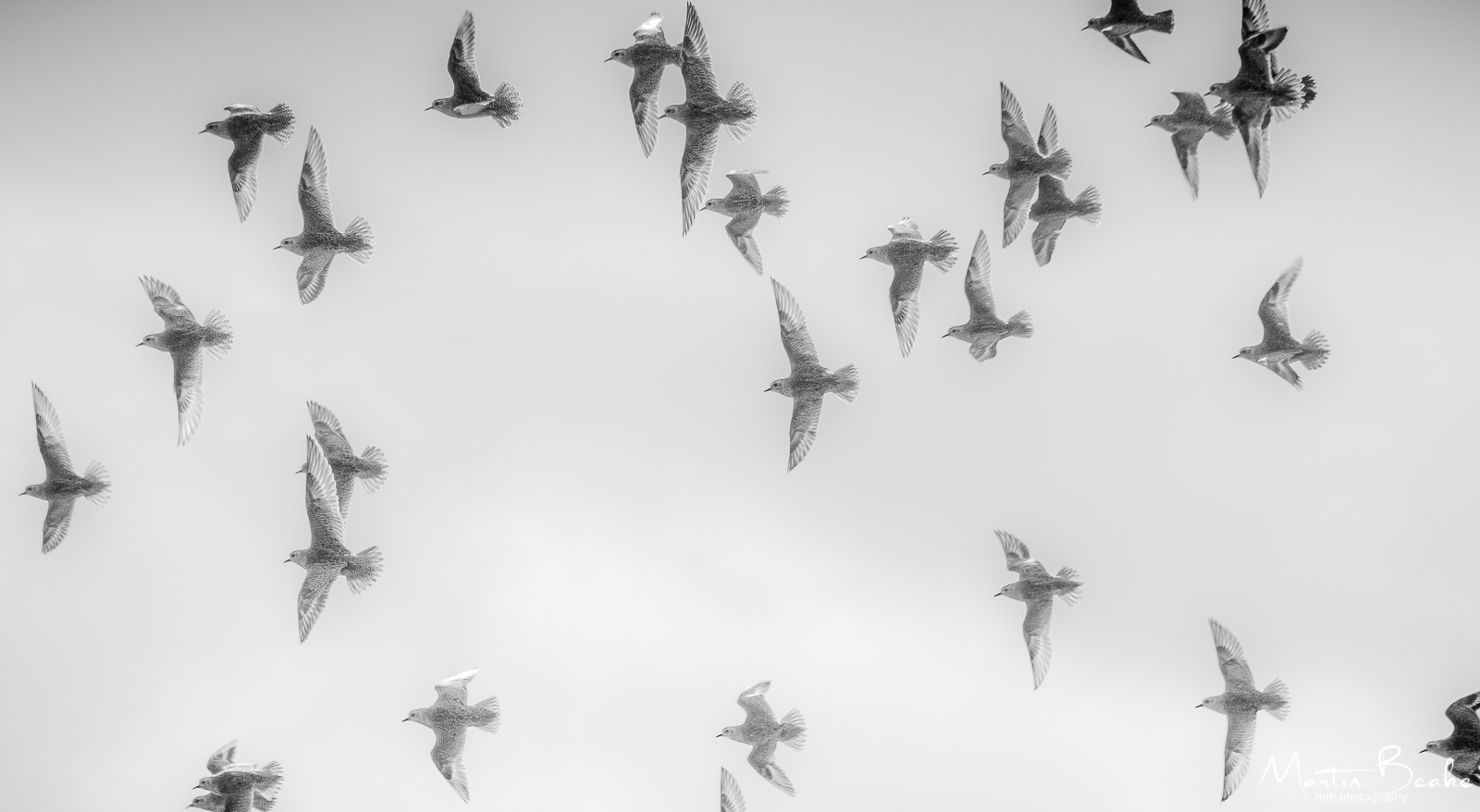 Birds on the Wing