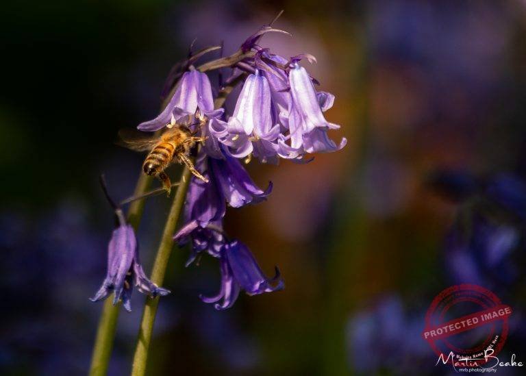 Bee on Bluebells