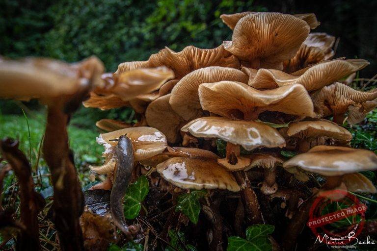 Slug on Wet Funghi