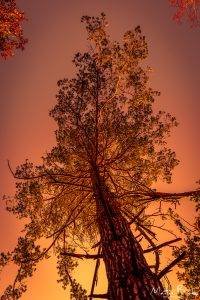 Sunset Pine