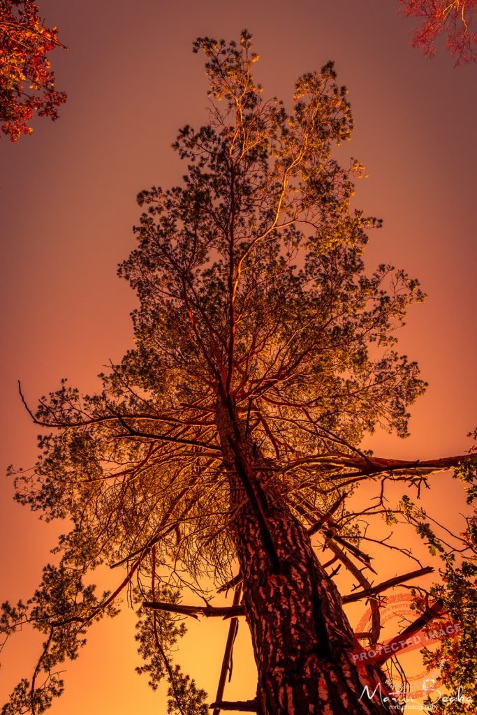 Sunset Pine
