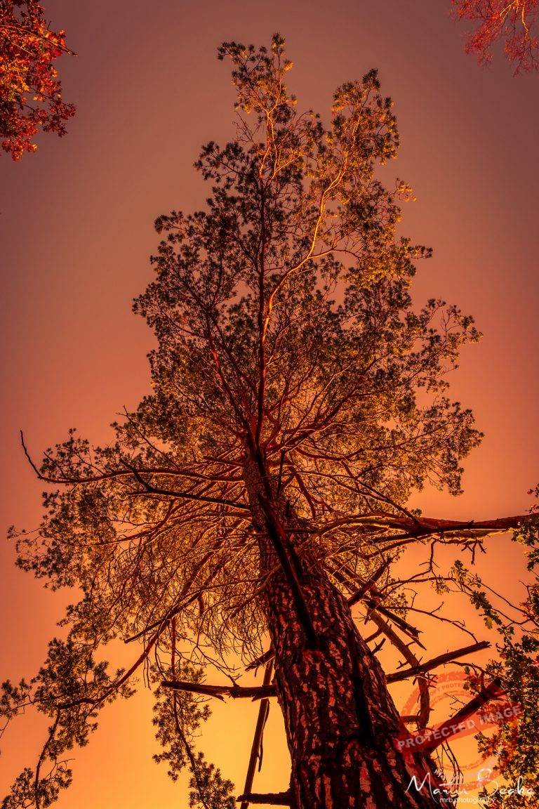 Sunset Pine