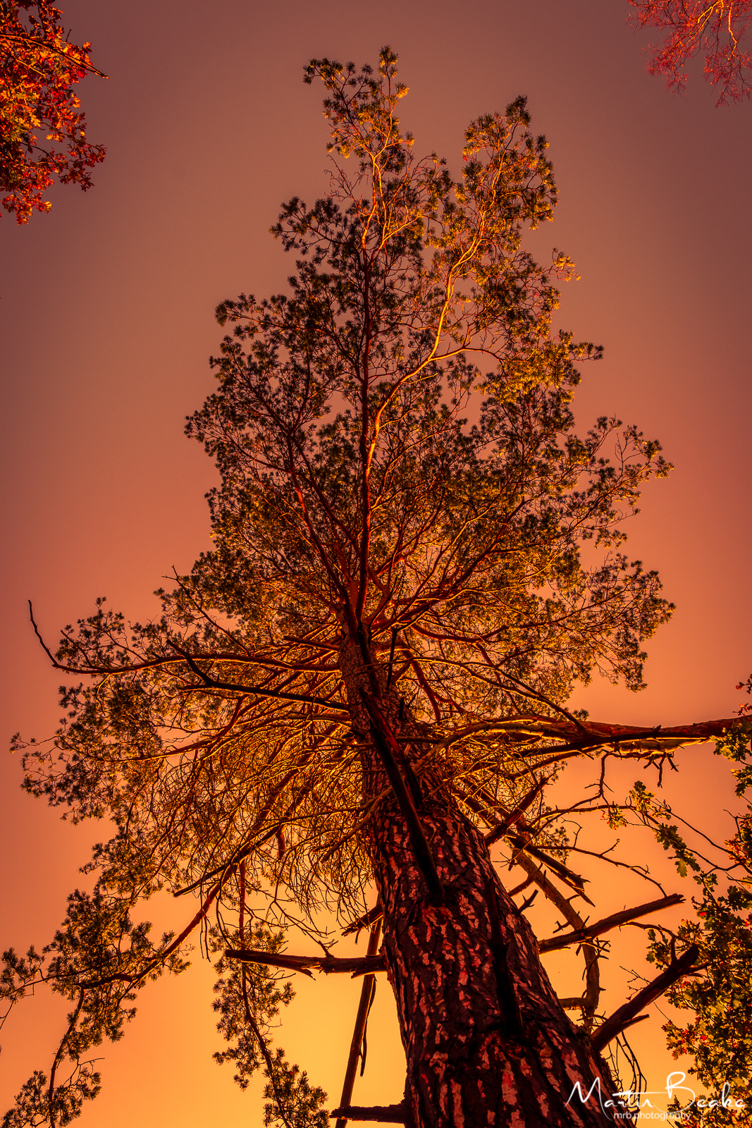 Sunset Pine