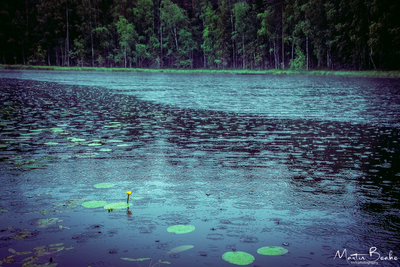 Yellow Lily on Rainy Lake