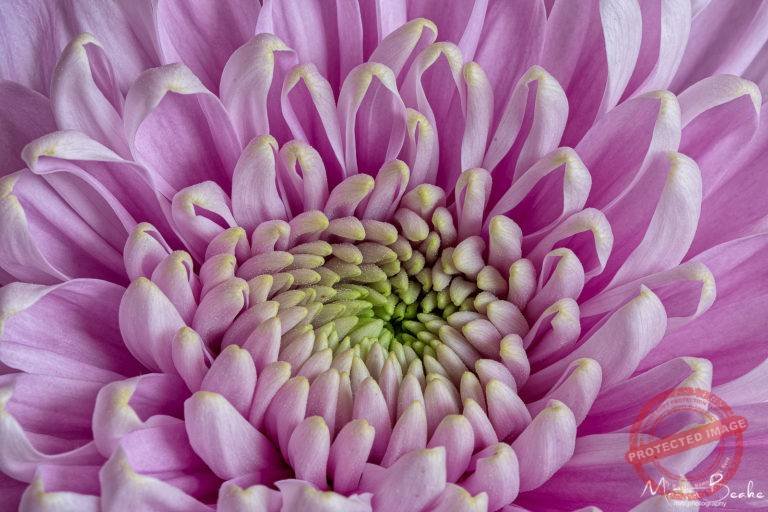 Dahlia Detail