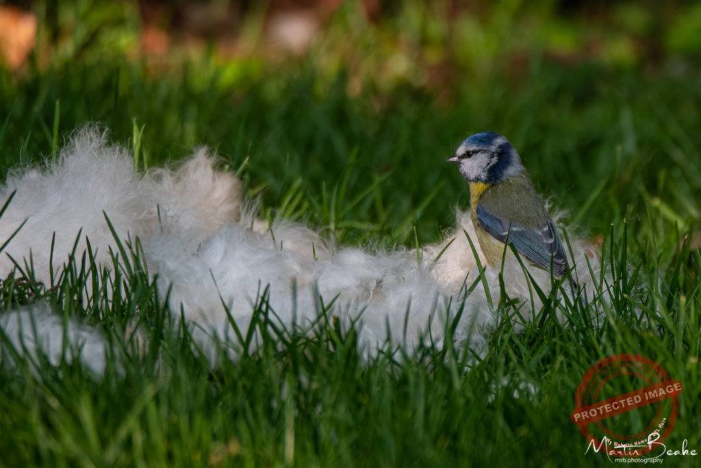 Blue Tit Collecting Nesting Material