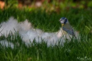 Blue Tit Collecting Nesting Material