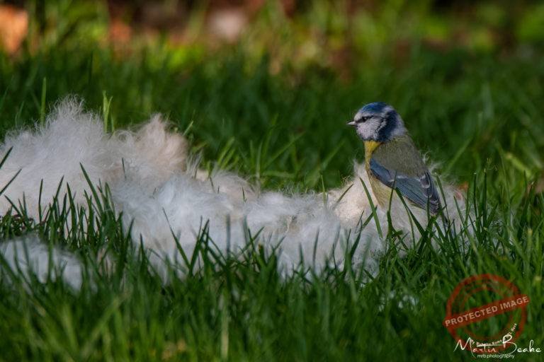 Blue Tit Collecting Nesting Material