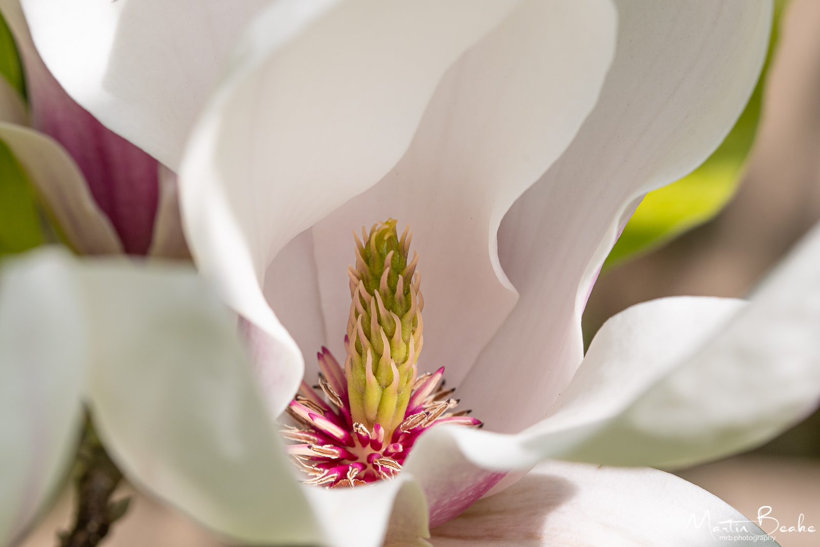 Magnolia Blossom Flower