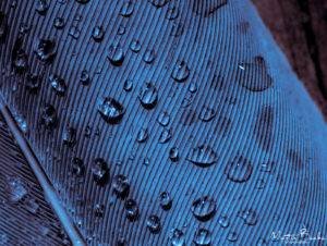 Pigeon Feather Closeup