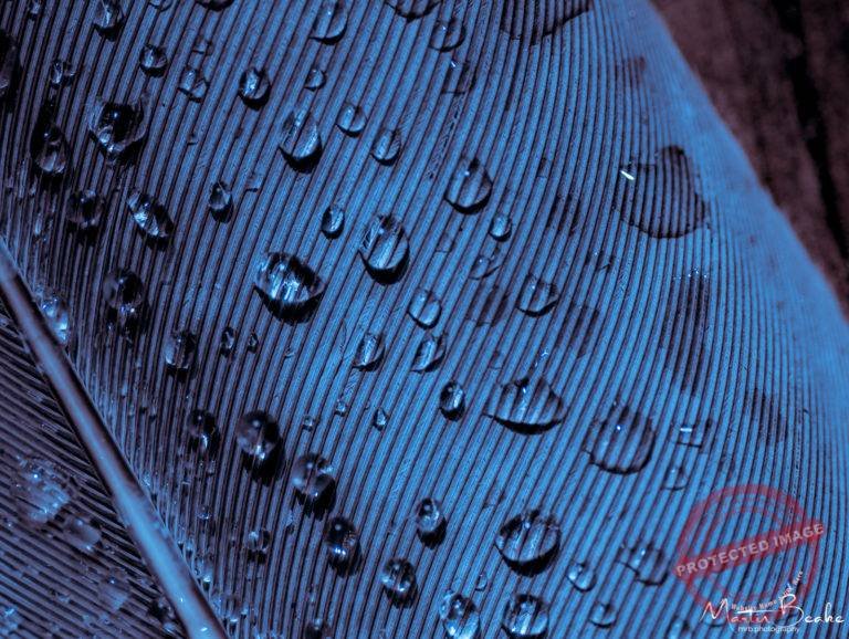 Pigeon Feather Closeup