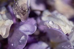 Wisteria with raindrops (upclose)