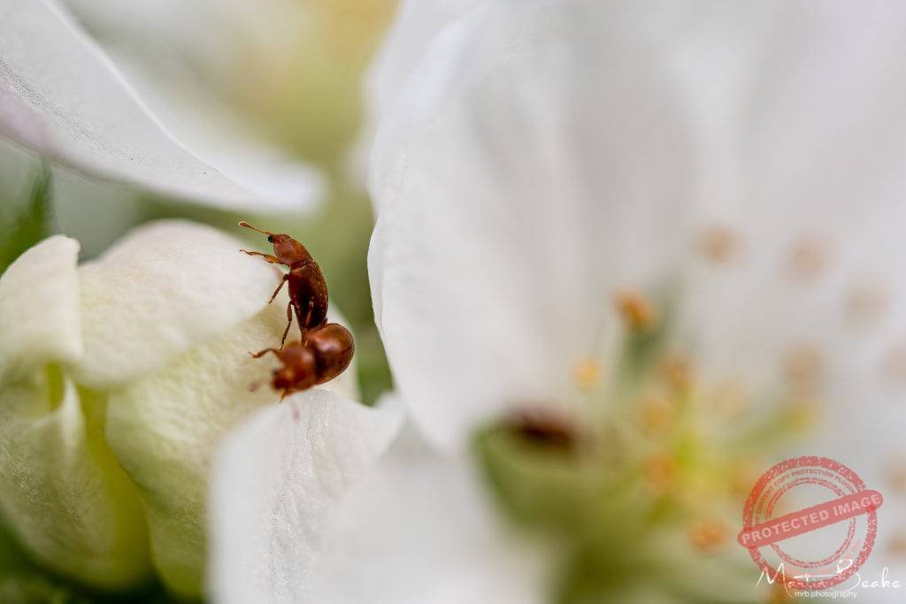 Bugs on Apple Blossom