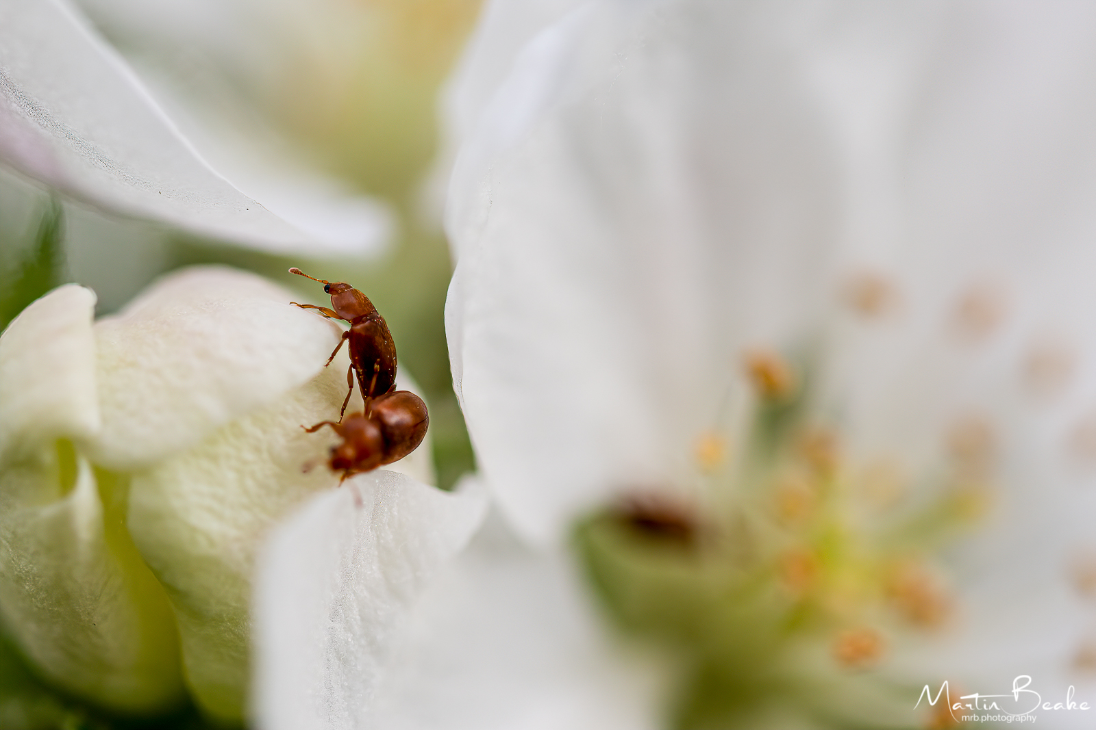 Bugs on Apple Blossom