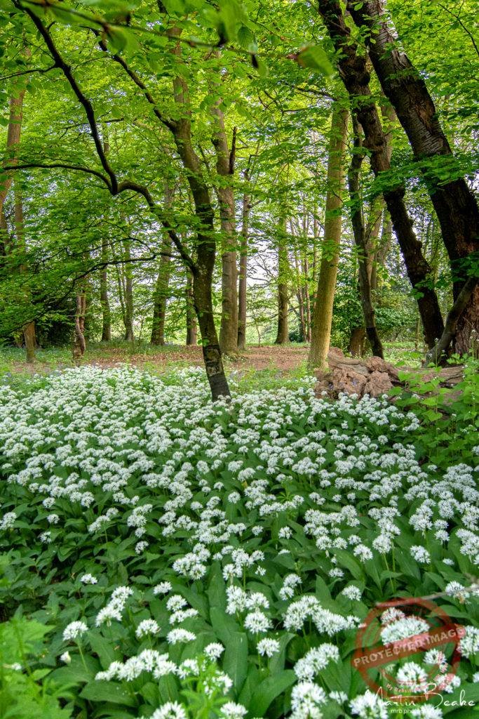 Wild Garlic
