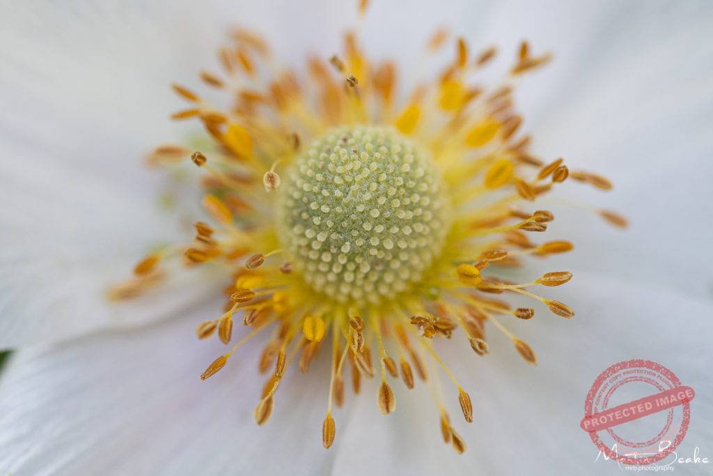 White Poppy