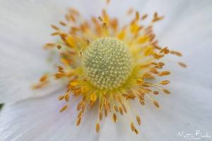 White Poppy