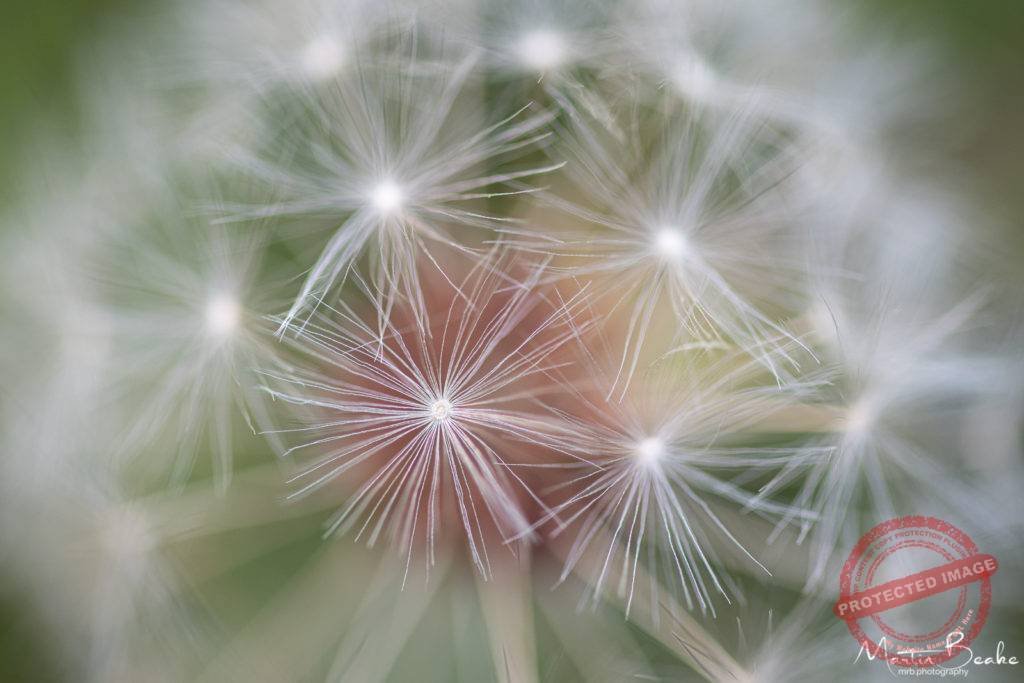 Dandelion Clock