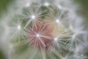 Dandelion Clock