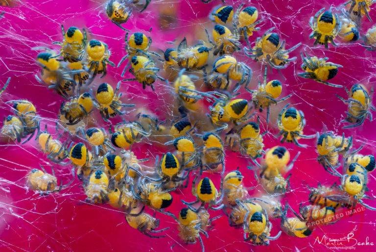 Garden Spider Nursery (UK) - Araneus Diadematus