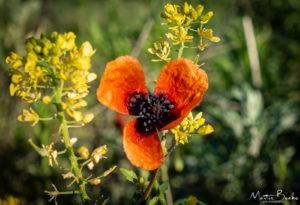 Three Petaled Red Poppy