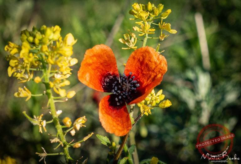 Three Petaled Red Poppy