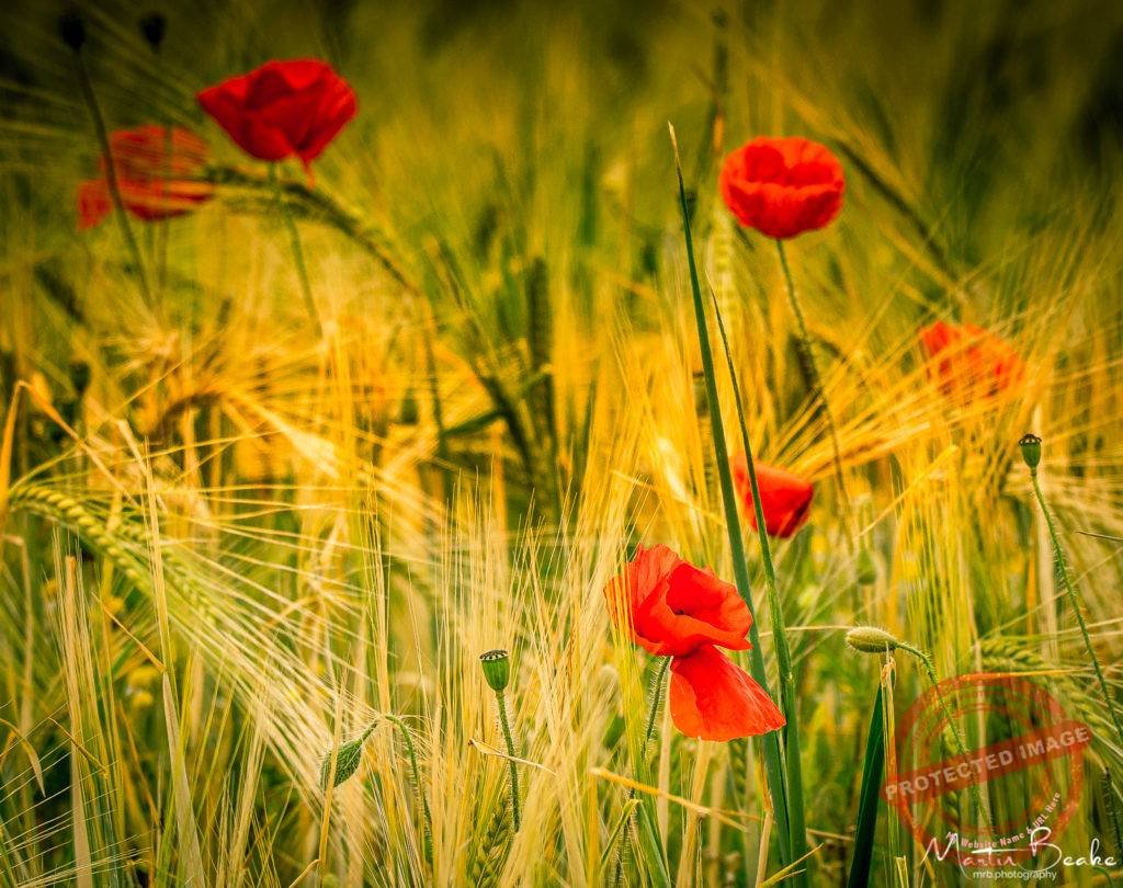 Poppies in Field of Barley