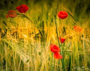 Poppies in Field of Barley