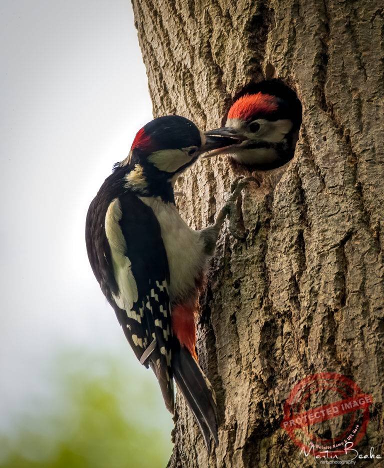 Great Spotted Woodpecker feeding young in nest