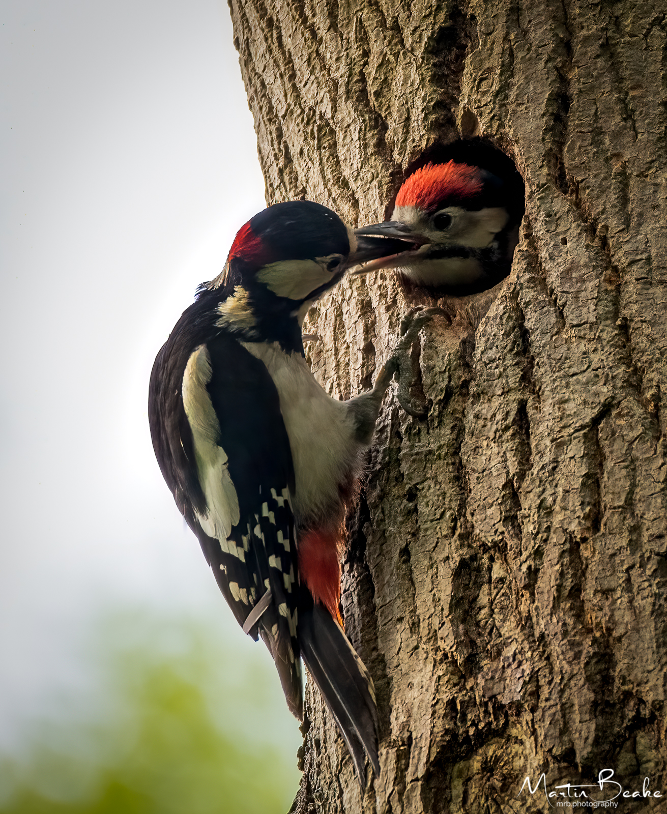 Great Spotted Woodpecker feeding young in nest