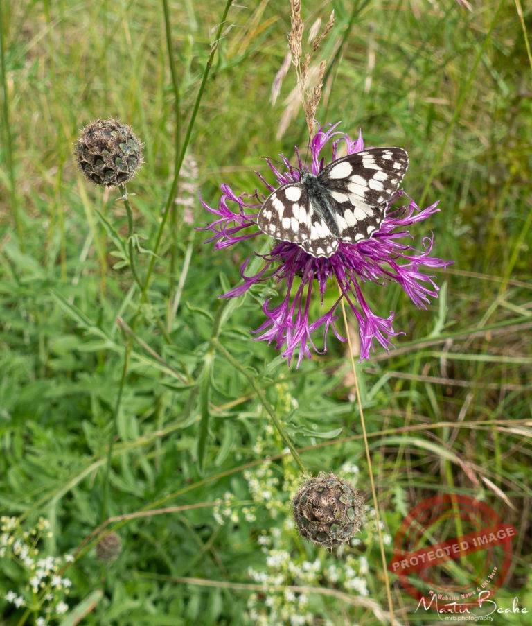 Marbled White on Thistle Flower