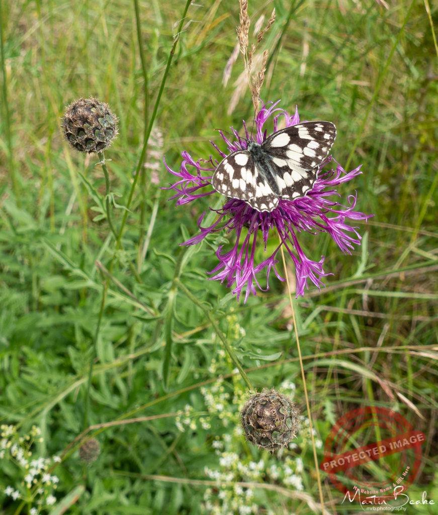 Marbled White on Thistle Flower