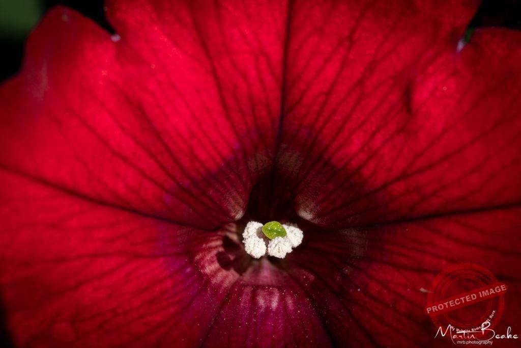 Red Petunia - Macro