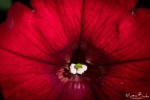 Red Petunia - Macro