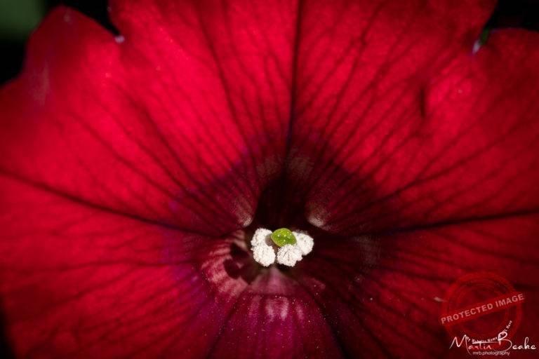 Red Petunia - Macro