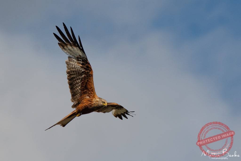 Red Kite, Berkshire, UK