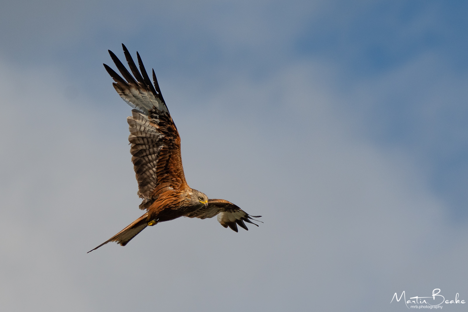 Red Kite, Berkshire, UK