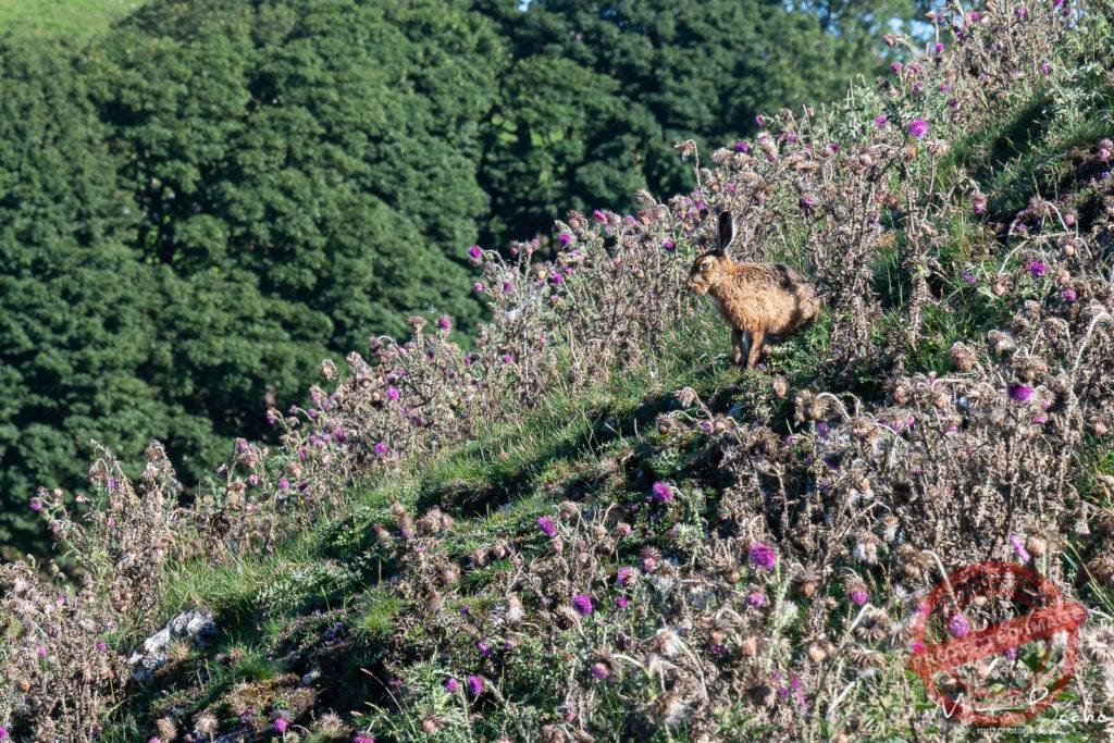 Hare on High Weeldon Hill, Peak District