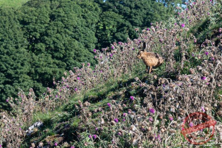 Hare on High Weeldon Hill, Peak District