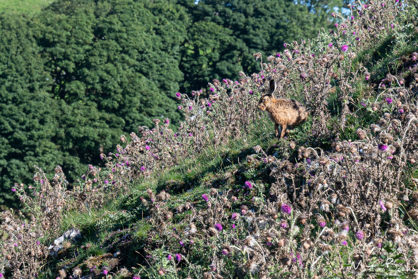 Hare on High Weeldon Hill, Peak District