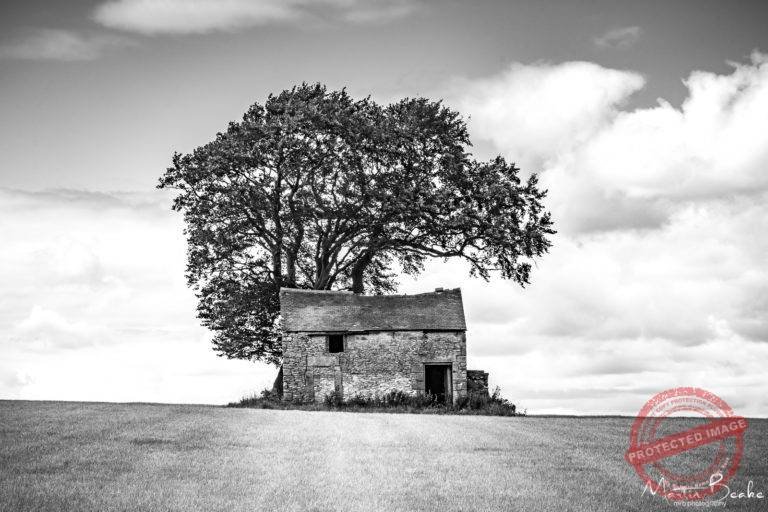 House in a Field Under a Tree