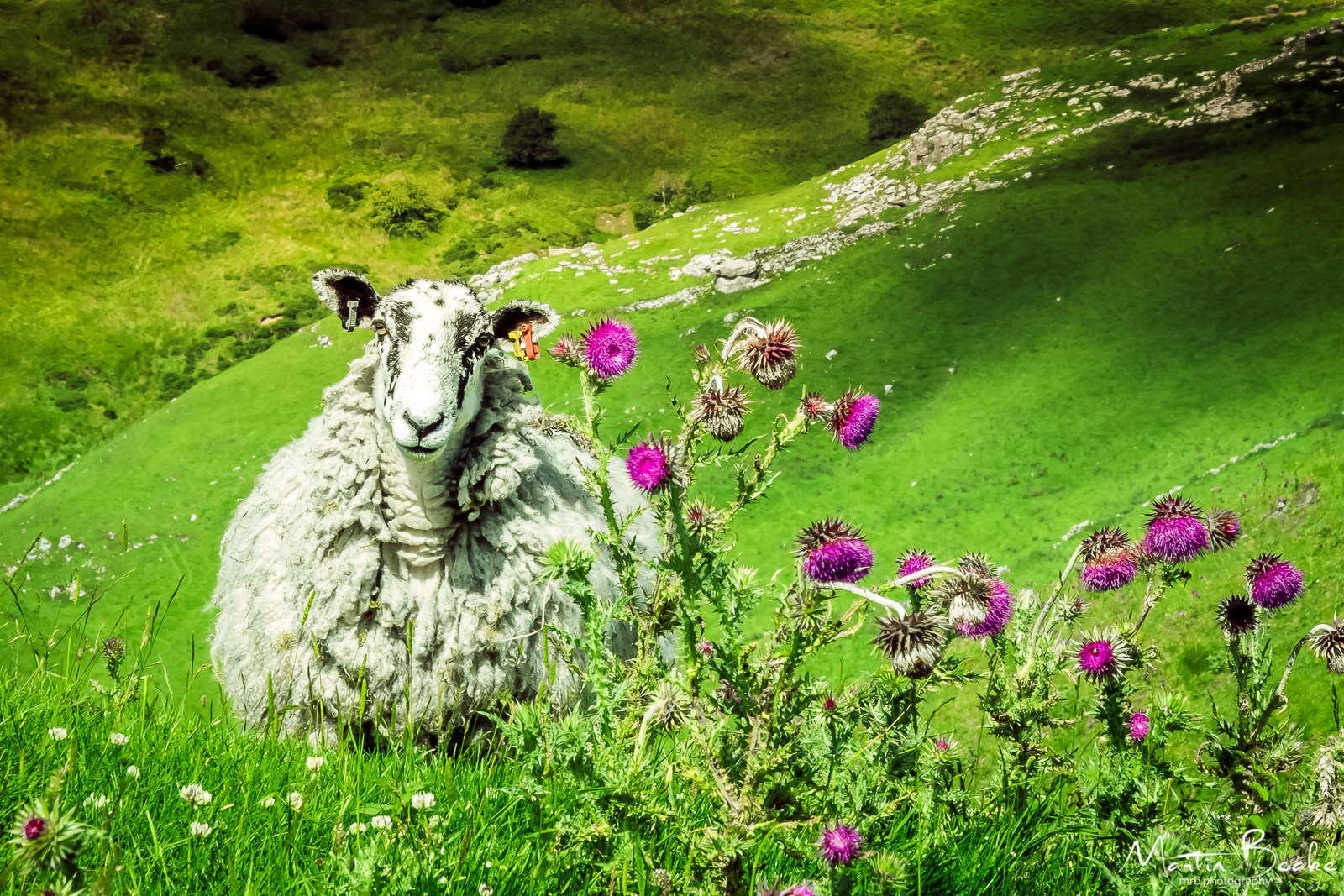 Sheep and Thistle, Peak District