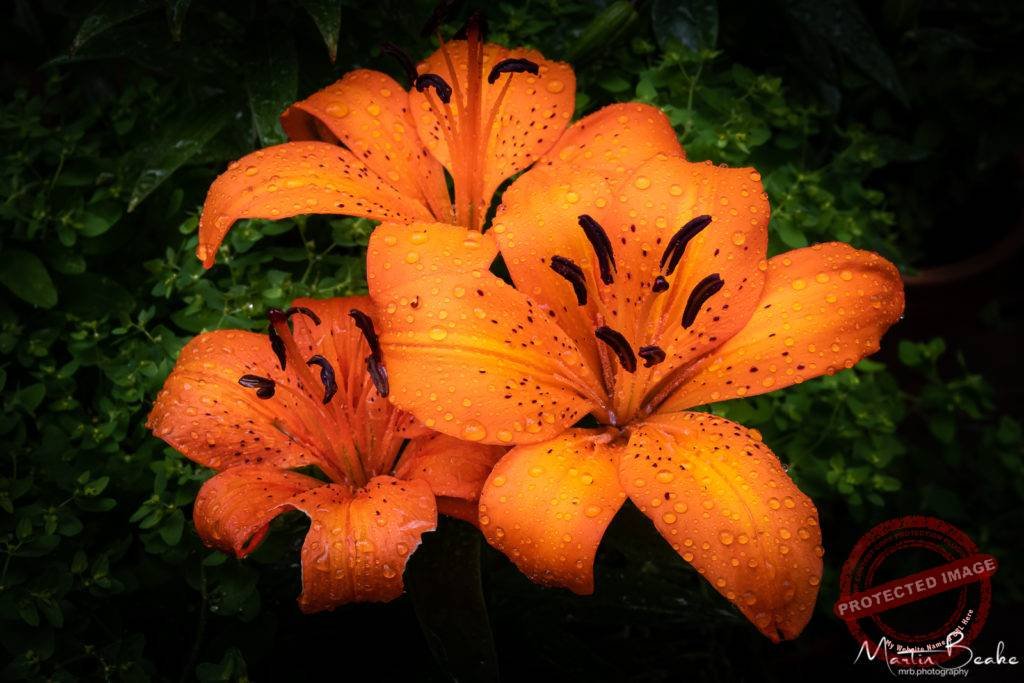 Orange Iris after Rainfall