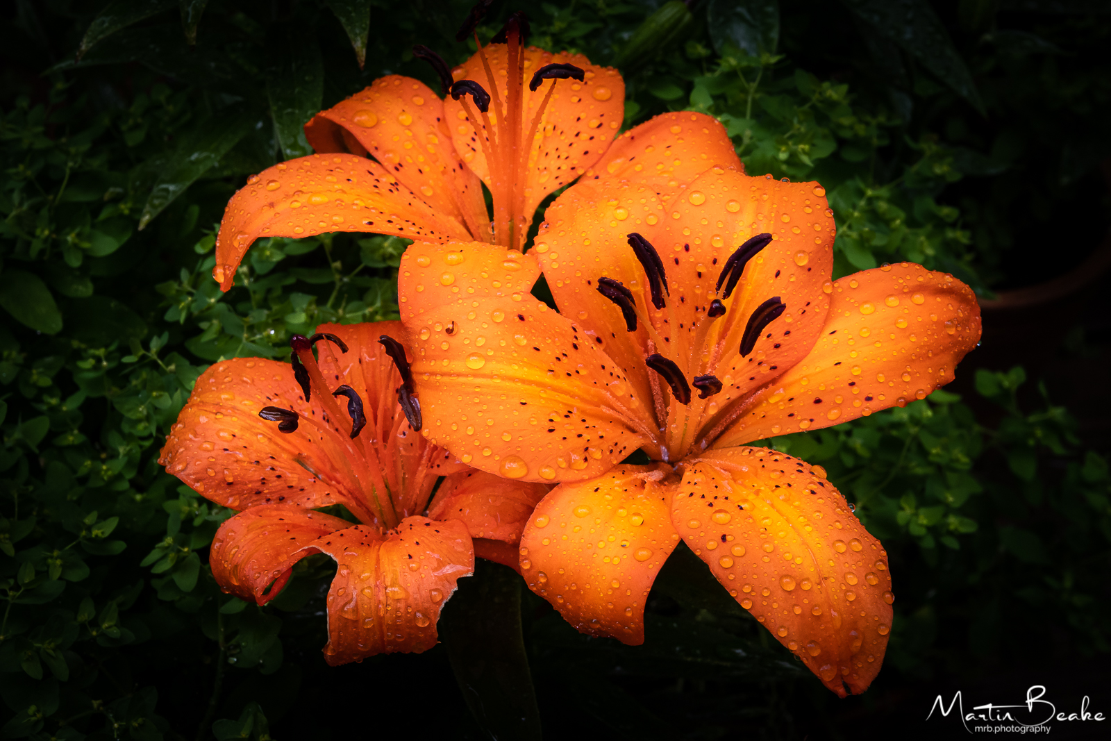 Orange Iris after Rainfall