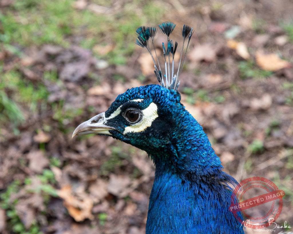 Male Peacock