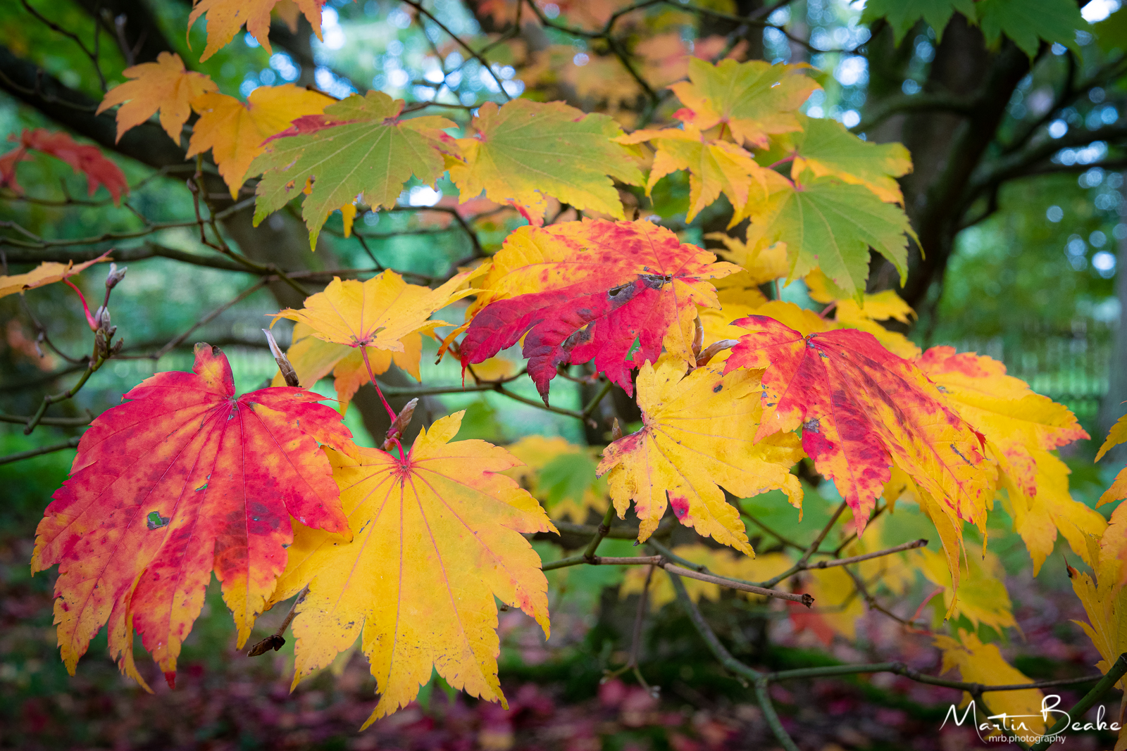 Maple Tree Leaves in Autumn