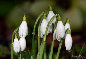 Snowdrops and Raindrops