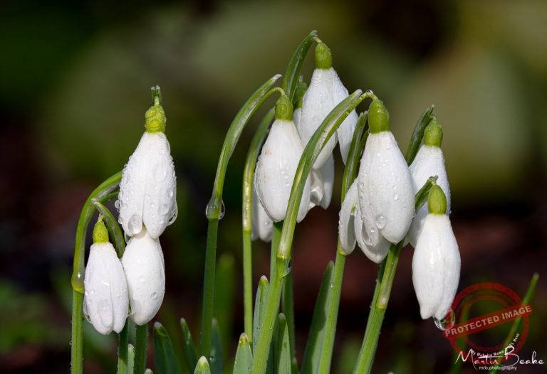 Snowdrops and Raindrops