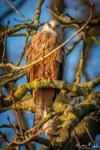 Red Kit Bathing in the Sunrise