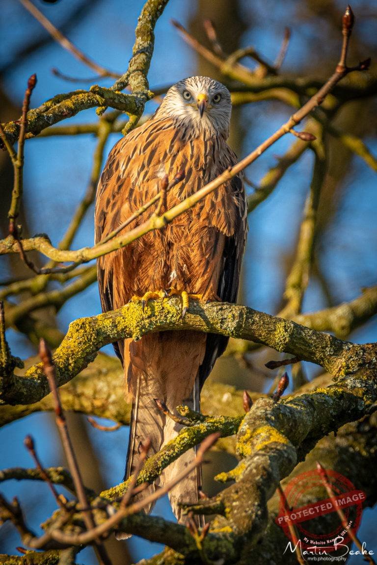 Red Kit Bathing in the Sunrise